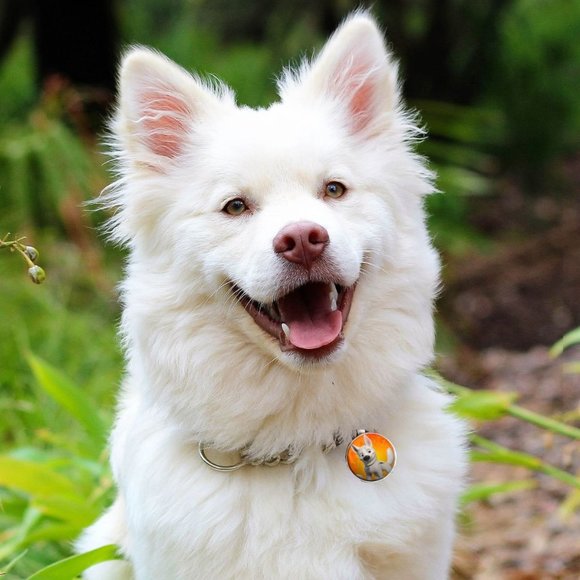 Disney Bolt-Pet Tag, Tag accessory for pet collar - Picture 2 of 2